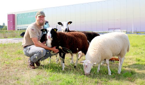 Schäfer mit Schafen vor dem BADER Versandzentrum